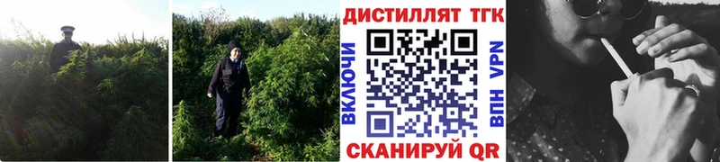 Купить закладки  Вятские Поляны  ТГК Wax 